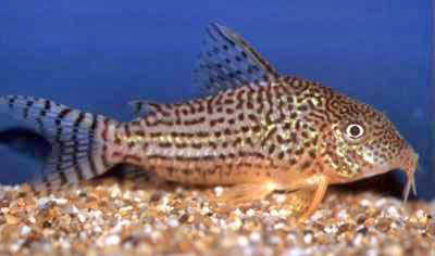 Corydoras haraldschultzi